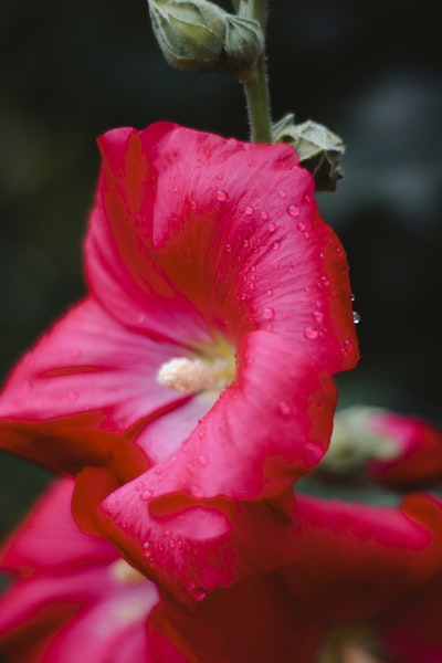 红色的芙蓉盛开白天
